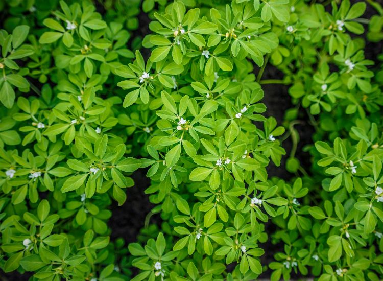 Le fenugrec est une épice méconnue, mais aux multiples vertus, qui mérite une place de choix dans notre cuisine. Originaire du bassin méditerranéen et de l'Asie du Sud, ses graines